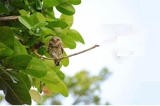 Jim Corbett tour packages with exciting offers